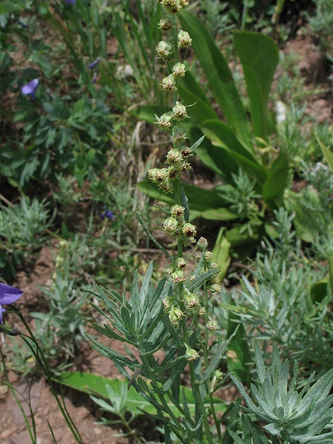 Artemisia laciniata subsp. Parryi